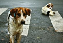 …το τραγελαφικό περιστατικό με τον φοιτητή ο οποίος δέχθηκε δύο επιθέσεις από αδέσποτα μέσα στην ίδια ημέρα