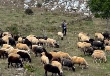 Για πρώτη φορά το κράτος αποζημίωσε εγκαίρως πληγέντες από θεομηνίες κτηνοτρόφους