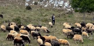 Για πρώτη φορά το κράτος αποζημίωσε εγκαίρως πληγέντες από θεομηνίες κτηνοτρόφους