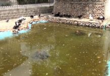 Αγανάκτηση και θυμό προκαλούν οι εικόνες εξαθλίωσης του πάρκου με τα παπάκια διπλά στον ποταμό Κοσυνθο