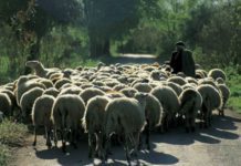 Αποζημιώσεις ζωονοσων διεκδικούν οι κτηνοτροφικοί σύλλογοι ΑΜΘ
