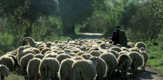 Αποζημιώσεις ζωονοσων διεκδικούν οι κτηνοτροφικοί σύλλογοι ΑΜΘ