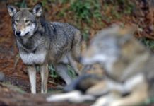 Μέχρι τις αυλές των σπιτιών φθανουν πλέον οι λύκοι σε Όλβιο Νέα Αμισσο και Κοσσο