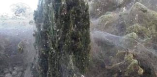 Πέπλο με ιστούς αραχνών κάλυψε τη βλάστηση στο Πόρτο Λαγος