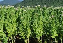 Ερώτηση Ζεϊμπεκ για την αποζημίωση των καπνοπαραγωγών