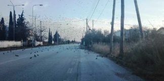 Χιλιάδες μαυροπούλια προσγειώθηκαν στην περιοχή του πετεινού της Ξάνθης προσφέροντας ένα ιδιαίτερο θέαμα