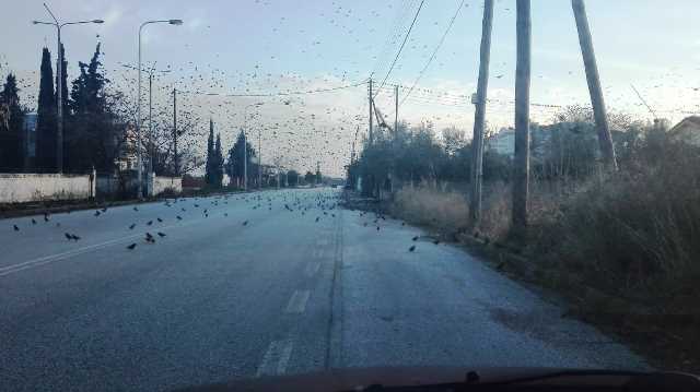Χιλιάδες μαυροπούλια προσγειώθηκαν στην περιοχή του πετεινού της Ξάνθης π