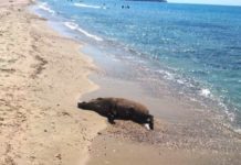 Πνίγηκε αγριογούρουνο στην θάλασσα στο Φανάρι