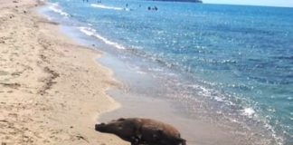 Πνίγηκε αγριογούρουνο στην θάλασσα στο Φανάρι