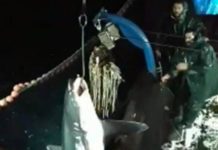 Καρχαρία-αλεπού 2 μέτρων και 200 κιλών ψάρεψαν στην Καβάλα