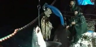 Καρχαρία-αλεπού 2 μέτρων και 200 κιλών ψάρεψαν στην Καβάλα