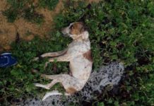 Ασυνείδητοι δολοφόνησαν με κυνηγετικό όπλο σκύλο στο Δωρικό Έβρου