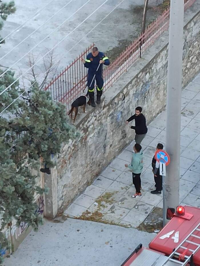 Απεγκλώβισαν σκύλο από τα κάγκελα του 1ου Γυμνασίου